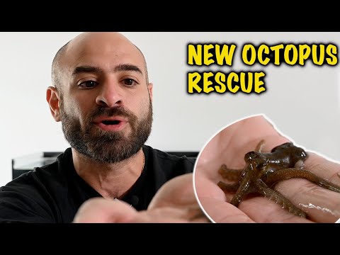 My new octopus tries different foods