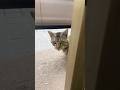 またまた一歩前進してくれた細マッチョ😺兄弟に挨拶したくなったノア😆