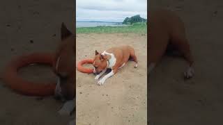 Амстафф Миша Amstaff Misha