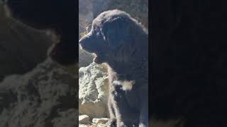 cute puppy. || uttrakhand || Botiya puppy