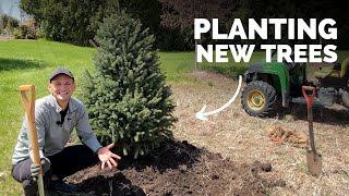 Planting NEW spruce trees in prairie on the side of my house