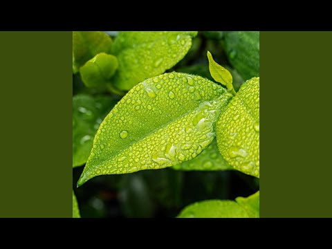 Soluzione naturale per