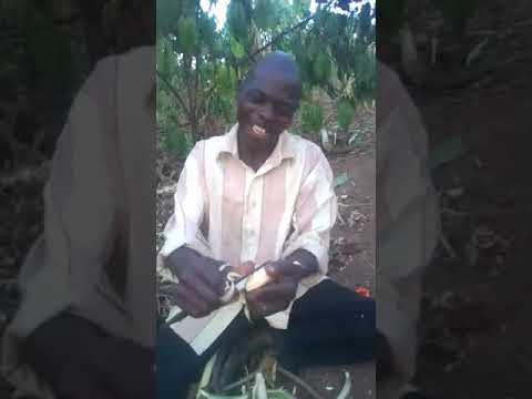 A man peeling matooke like a woman, enjoy