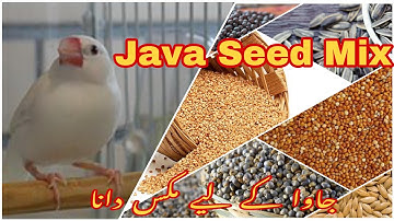 Java Seed Mix | Java ka Mix dana | Java Sparrow | Java birds | Java setup