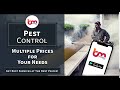 Hire pest control expert at your home