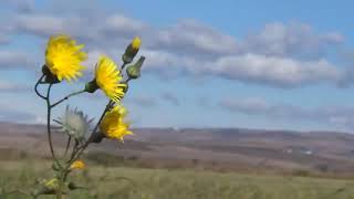 THESE ARE THE DAYS, new, VAN MORRISON , acelea da-zile,  + Lyrics