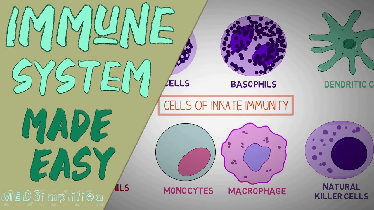 IMMUNE SYSTEM MADE EASY  IMMUNOLOGY INNATE AND ADAPTIVE IMMUNITY SIMPLE ANIMATION