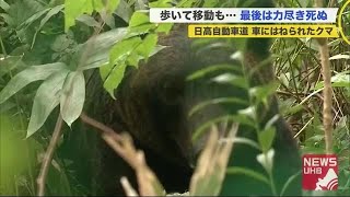 車2台にはねられ負傷したヒグマ…市の担当者やハンターが見守る中、力なく歩き出すも、最後は力尽きて死ぬ (20/09/25 17:30)