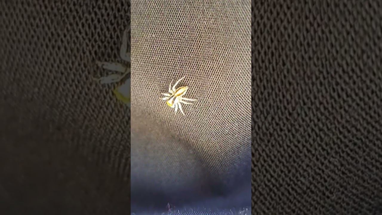 A spider on my cloths 😁 