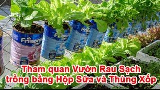 Tham Quan Vườn Rau Sạch Trồng Bằng Hộp Sữa và Thùng Xốp