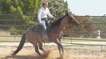 Barons Frosted Boon***For info, price, etc., go to our website: ValleyViewRanch.net***