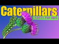 Learn all about caterpillars facts for kids