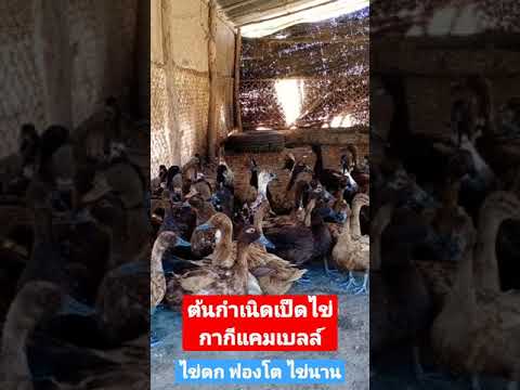 ต้นกำเนิดเป็ดไข่พันธุ์กากีแคมเบลล์