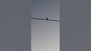 روعة غروب الشمس مع صوت طائر الشحرور طاوطاوة 