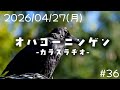 【2026/04/27(月)】 オハヨーニンゲン -カラスラヂオ- #36