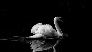 the sun - white swan