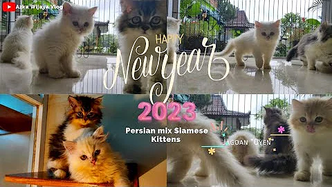 Watch the video about Persian Mix Siamese kittens #persiancat #siamesecat #catlover #meow #cat #viralcat #newyear2023