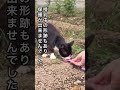【炎天下の中フラフラの野良猫が歩いていました】助けたい小さな命#ねこ動画 #ほごねこ #ほっこりする話 #ねこ動画 #ねこのいる生活 #ねこのいる暮らし #いやし #犬と猫