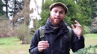 Tree Spotting | An Ultra-quick Guide to Identifying Hemlocks (Tsuga spp.)