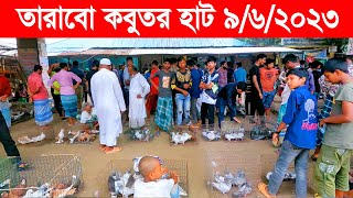 কবুতর হাট ৯-৬-২০২৩ | kobutor hat 2023 | pigeon market in bangladesh | tarabo kobutor hat