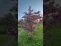 Ядреный куст