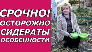 ОСТОРОЖНО СИДЕРАТЫ!!! ПРЕДУПРЕЖДАЮ ОБ ОСОБЕННОСТЯХ!!! ПЛОДОРОДИЕ ЗЕМЛИ