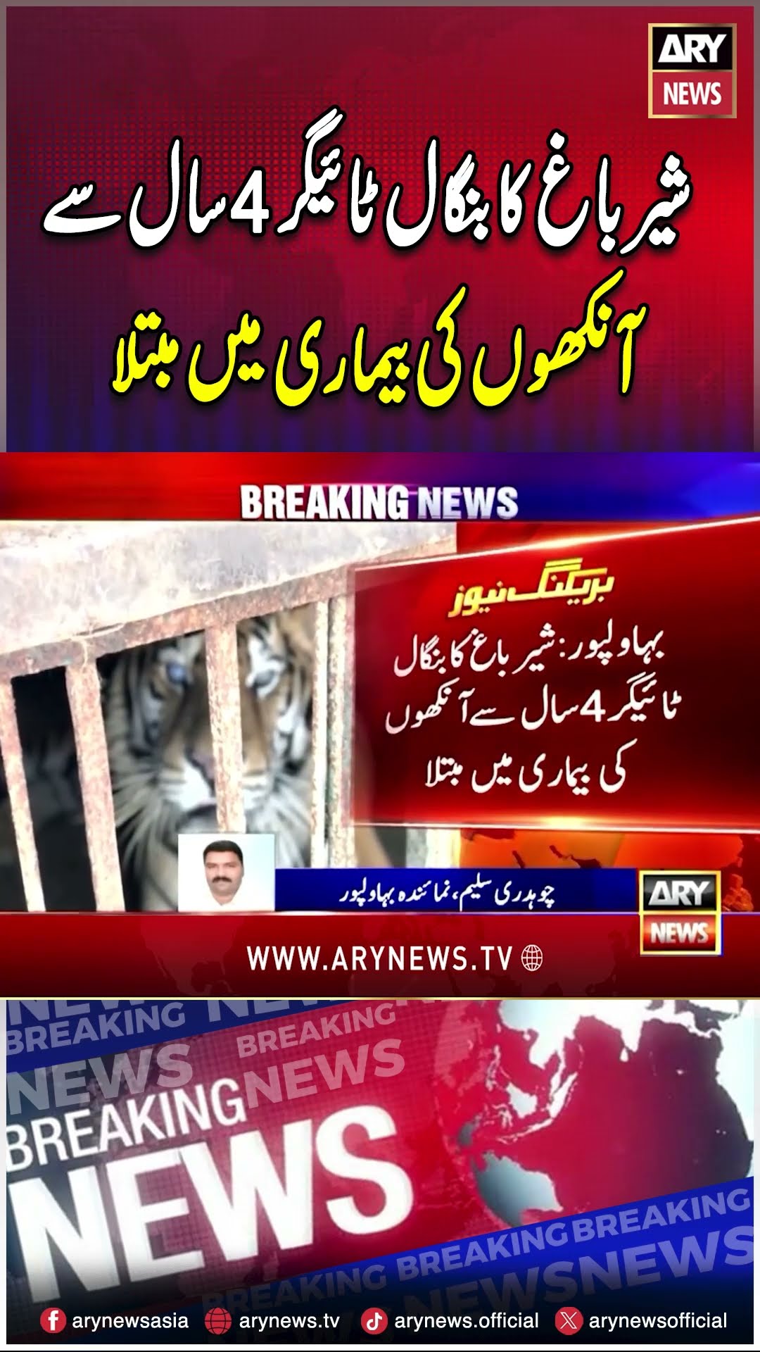Sher Bagh Ka Bangal Tiger  Ankho ki Bemari Main Mubtila  #shorts #ytshorts #viralvideos