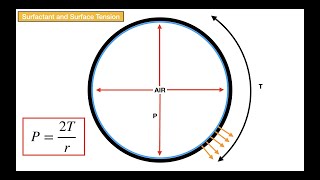 Surfactant and Surface Tension