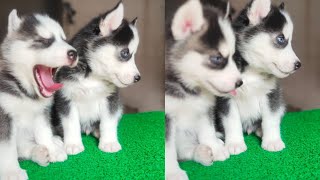 Siberian Husky Puppy Available For Sale | Wooly Coat Siberian Husky Puppy For Sale |