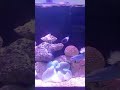 my new fish 🐟 lovers like kar 🫵