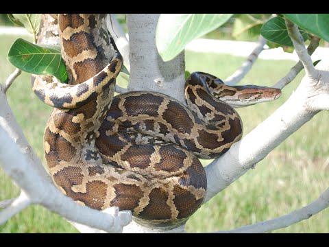 Huge  Indian Rock Python In Action  In Mysore Zoo Dec. 2019 Mysore Tourism Karnataka Tourism