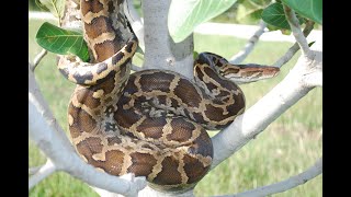 Huge  Indian Rock Python In Action  In Mysore Zoo Dec. 2019 Mysore Tourism Karnataka Tourism