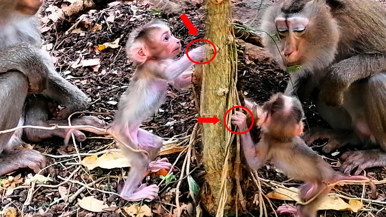 A very good mother indeed  The little monkey needs to be taught by its mother to climb small trees