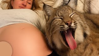 картинка: Я живу с рысью, которая поняла, что мама ждет ребенка. Его реакция была бесценной.