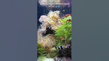 Thumbnail of Penguinarium Langkawi Underwater World #langkawi #travel #malaysia #penguin #fish #aquarium #sea