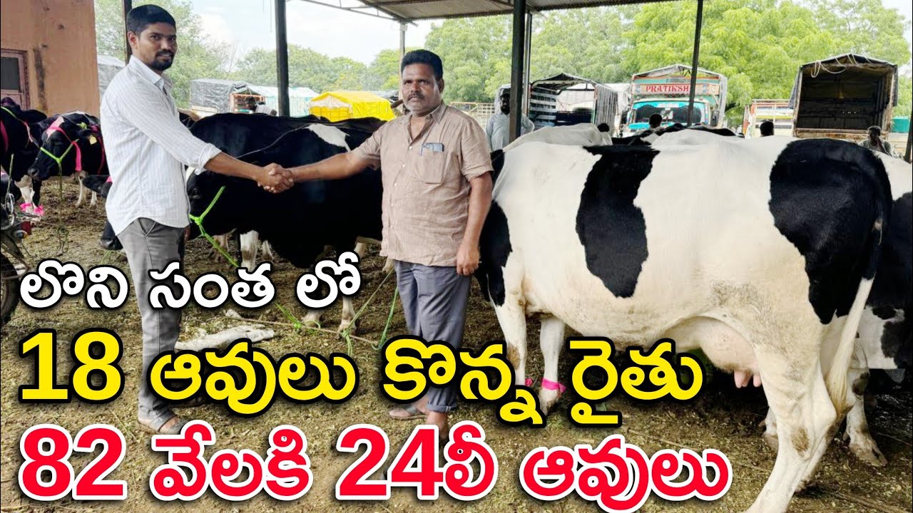 లొని  సంత లో ఆవులు కొన్న రైతు 82 వేలకి 24లీ ఆవులు | Loni Cow Market, Maharashtra