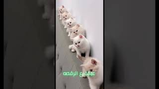 رقص القطط