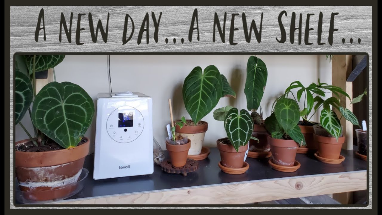 A NEW PLANT SHELF???