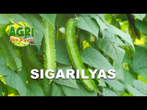 Sigarilyas