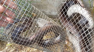 Bẫy rắn mùa gió chướng dính rắn ích nhưng chất lượng rắn bự ngon như thường | Cần gò Công