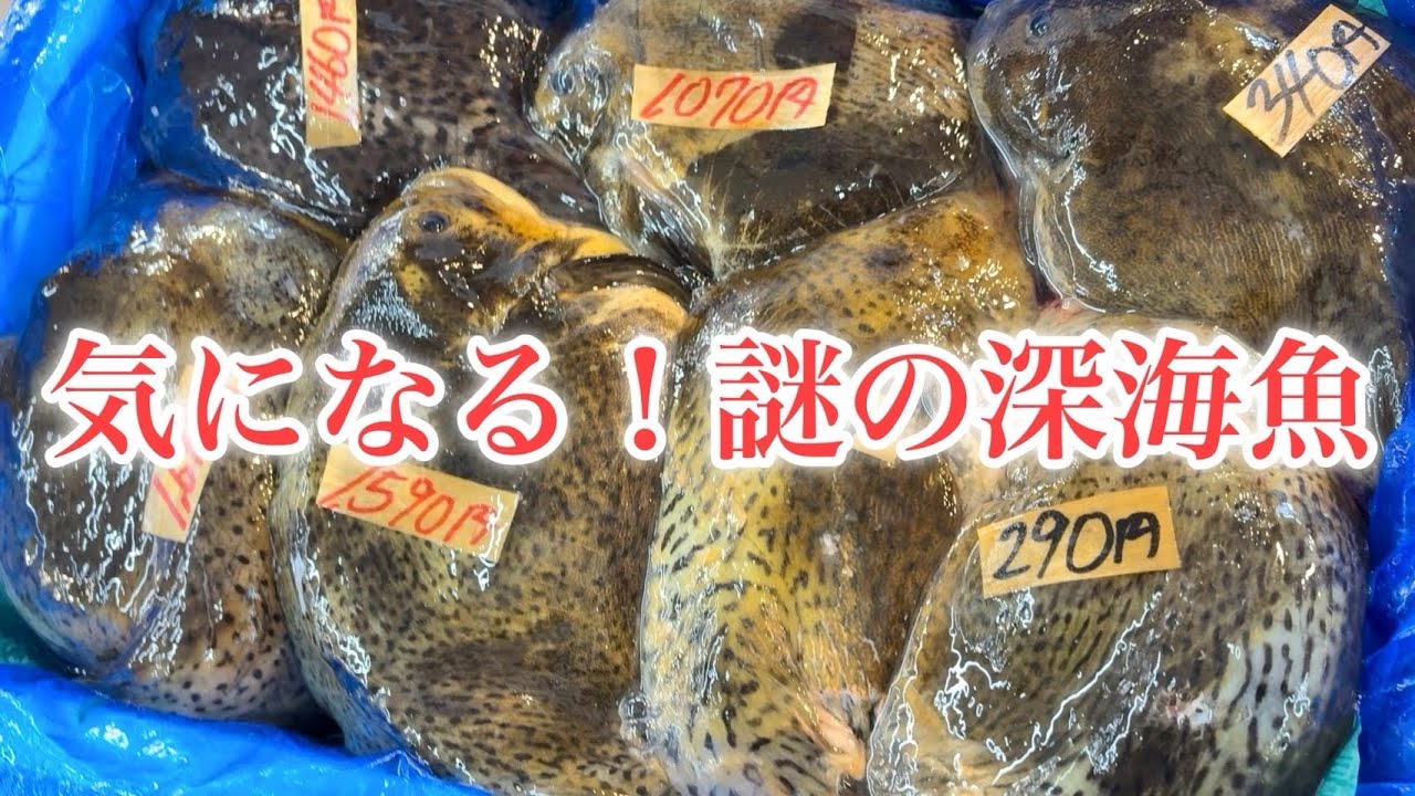 【北海道】古平『丸ハ田中商店』見た目は珍魚、実は縁起物⁉︎プルプルボディ！そのお味は⁉︎