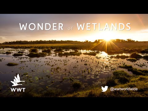 Video: Var är majoriteten av u.s. våtmarker?