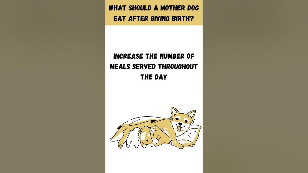 what-should-a-mother-dog-eat-after-giving-birth-shorts-youtube