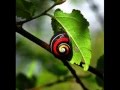 POLYMITA:  World's Most Beautiful Land Snail (Baracoa, Cuba)