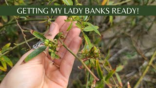 Getting My Lady Banks Rose Ready for Spring Blooms here in Phoenix