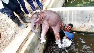 Humanity! Brave officers rushed to secure the life of cute Baby elephant from drowning in a tank