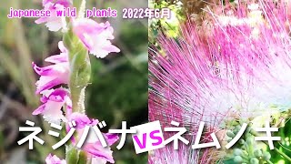 植物紹介No.122【ネジバナ】【ネムノキ】ネジバナが捩じれるわけ/ネムノキの名前のわけ