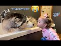 Attempting To Bath The Most Stubborn Husky On The Planet!😂🛁. [FUNNIEST VIDEO EVER!!]