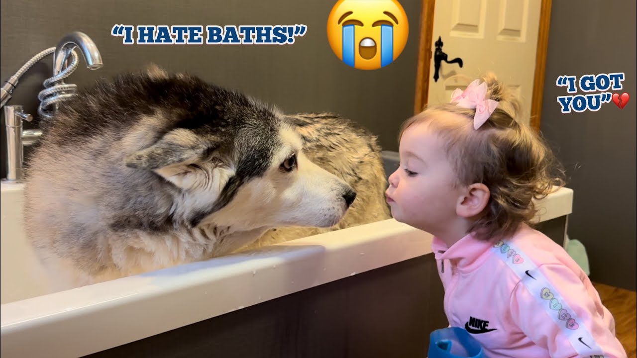 Attempting To Bath The Most Stubborn Husky On The Planet!😂🛁. [FUNNIEST VIDEO EVER!!]