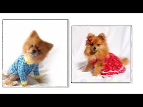 Video: Cara Membuat Kostum Anjing